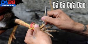 Đá gà cựa dao