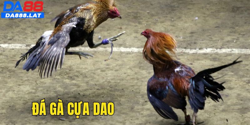 Khái quát sơ lược chung về hình thức đá gà cựa dao