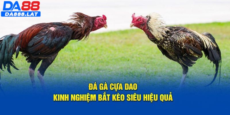 Kỹ thuật tham gia cược gà cựa dao hiệu quả cao