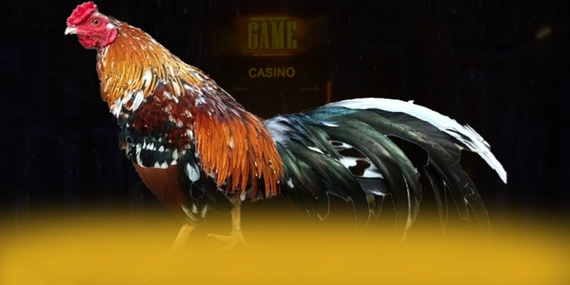 tài xỉu online - Cổng game bài phổ biến hàng đầu được quan tâm hàng đầu tài xỉu online - Cổng game bài phổ biến hàng đầu được quan tâm hàng đầu