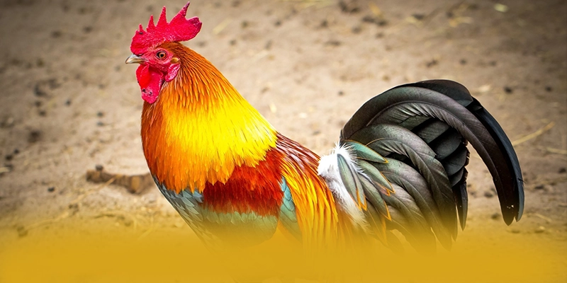 Khám phá ngay GO8 - Nhà cái đáng chơi nhất được giới cược thủ tin tưởng
Khám phá ngay GO8 - Nhà cái đáng chơi nhất được giới cược thủ tin tưởng