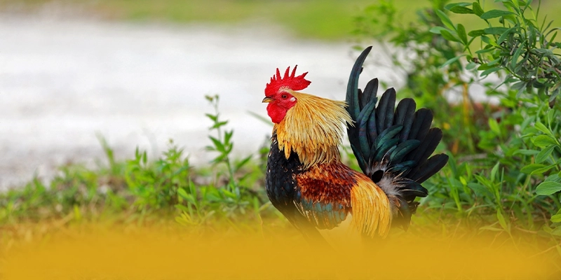 GEM88 - Ứng dụng giải trí được game thủ yêu thích 2025 – Khám phá top GEM88