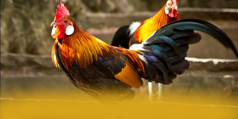 tỷ lệ kèo bóng đá - Cổng game bài bảo mật cao được đánh giá cao – Cập nhật thông tin về tỷ lệ kèo bóng đá