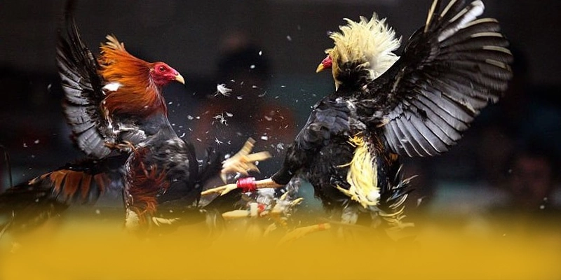 GEM88 - Sảnh game ổn định đang làm mưa làm gió