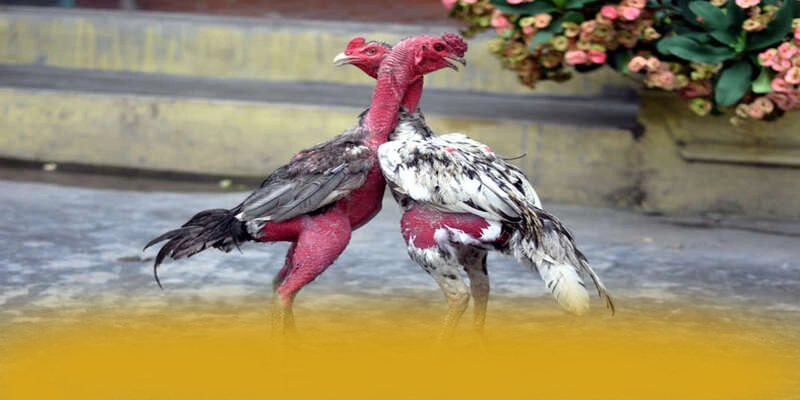 FAFA191 – Cổng game bài được nhiều người chơi lựa chọn, được cộng đồng đánh giá tích cực. FAFA191 – Cổng game bài được nhiều người chơi lựa chọn, được cộng đồng đánh giá tích cực.