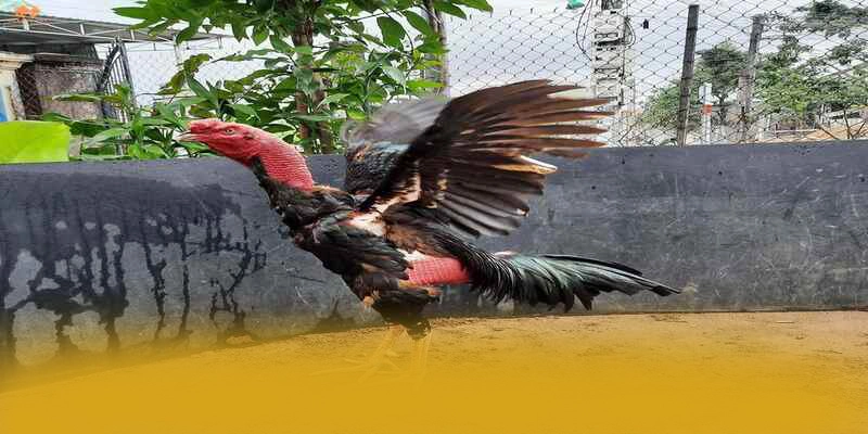 Tìm hiểu NK88 - Sảnh game phổ biến nhất được giới cược thủ tin tưởng
Tìm hiểu NK88 - Sảnh game phổ biến nhất được giới cược thủ tin tưởng